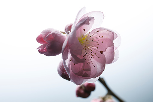 Macro view of gentle pink hydrangea flowers and petals. Herbs and flowers background textures