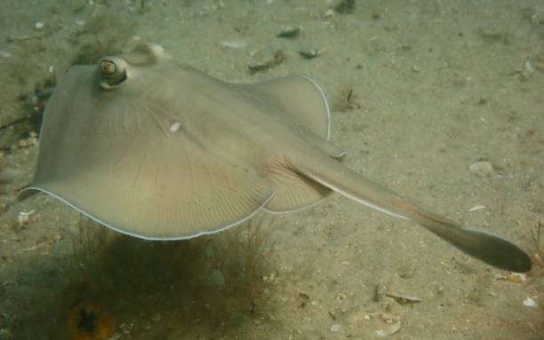istock Baby stingray swimming 1387936073