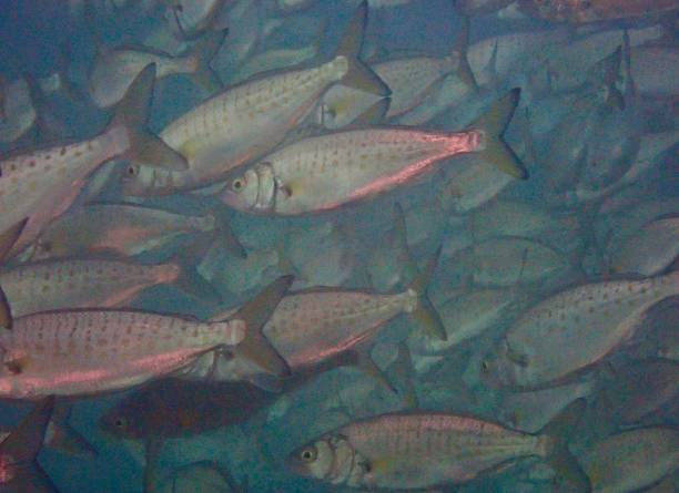 School of fish swimming