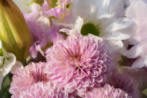 Digital painting of pink Chrysanthemum flowers in bloom with a shallow depth of field.