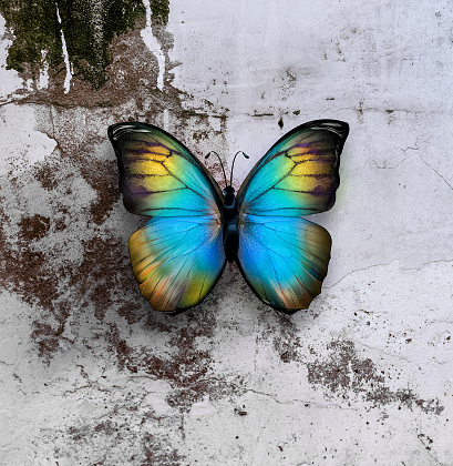 Beautiful Butterfly On Grange Wall Surface