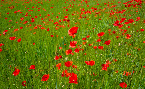 istock a large field of poppies 1387939459