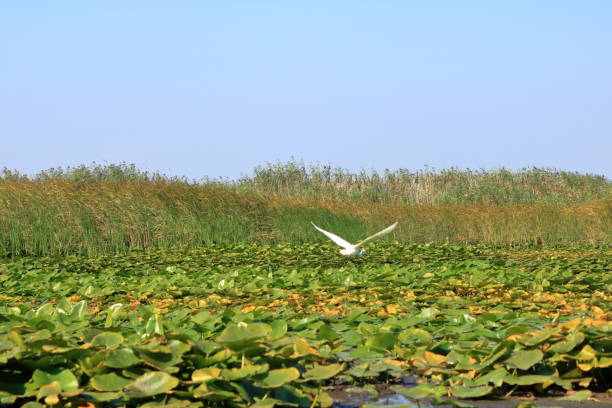 Great Egret Flying the Danube Delta