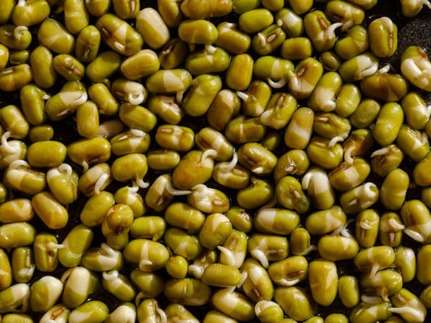 緑豆のもやし。発芽マイクログリーン。自宅での種子発芽。ビーガン食 - 緑豆 ストックフォトと画像
