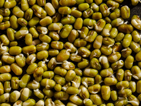 Mung bean sprouts. Sprouting Microgreens. Seed Germination at home. Vegan and healthy eating concept. Sprouted bean Seeds, Micro greens. Growing sprouts. Green living concept. Organic food. Full frame