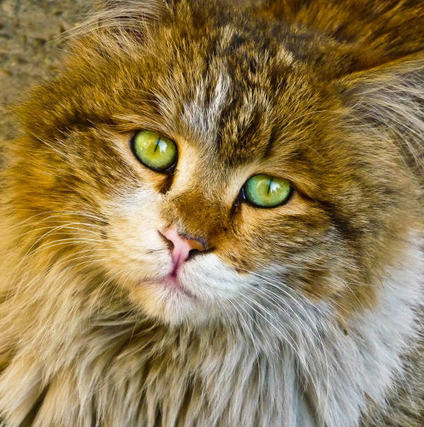 Cute cat look through the camera lens