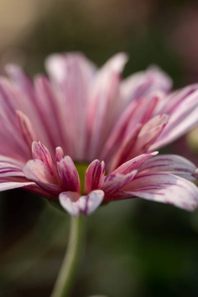istock close up pink with white chrysanthemum selective focus 1387942574
