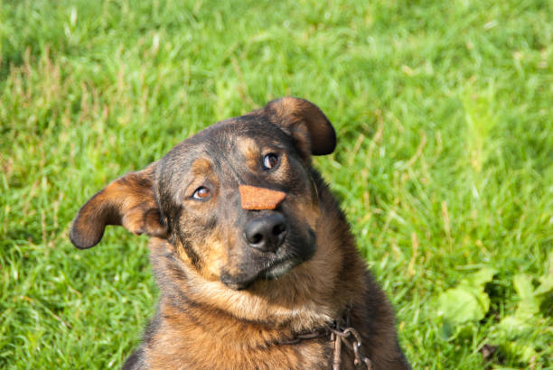 A big dog holds food on his nose