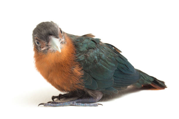 istock The chestnut-breasted malkoha bird  isolated on white background 1387943052
