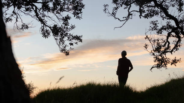 silhouette eines mannes, der auf dem hügel steht, eingerahmt von den pohutukawa-ästen. - contemplation silhouette tree men stock-fotos und bilder