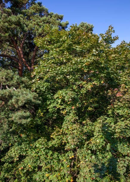 istock beautiful forest with trees of different types 1387949429