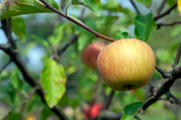 istock summer garden with fruit trees and apple harvest 1387949494