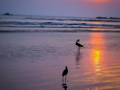 A couple of herons on the seashore of a beach in Kerala, India.\nShot on Nikon D5100.