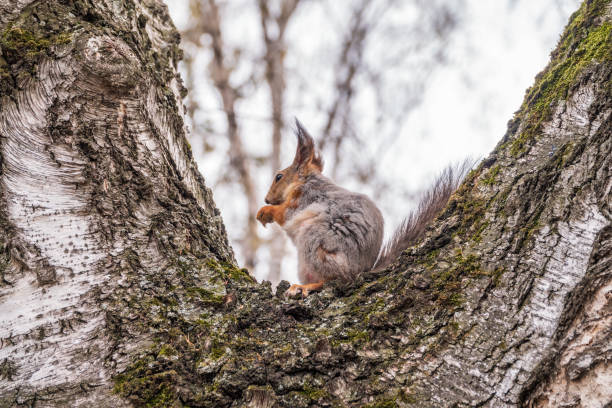 The squirrel with nut sits on a branches in the spring or summer. Eurasian red squirrel, Sciurus vulgaris