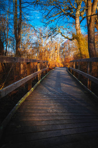 istock Rustic lichen-covered curved boardwalk in the swampy forest in the winter morning on Cape Cod, Massachusetts. 1387950732