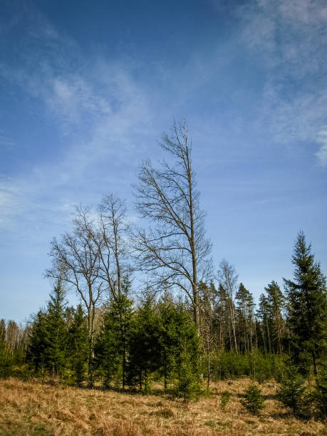 beautiful spring landscape with dark tree silhouettes against blue sky and white clouds, the first spring greenery