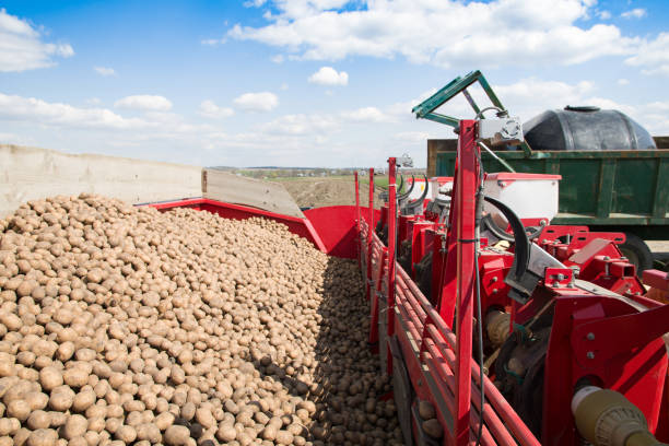istock planting a potato 1387953027