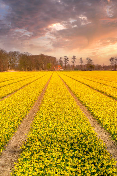 champ de fleurs de jonquille jaune, ciel au coucher du soleil, pays-bas - spring daffodil flower sky photos et images de collection