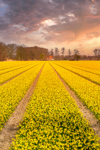 Field with rows of yellow daffodil flowers blooming in spring, sunset sky in Holland town Lisse, Netherlands