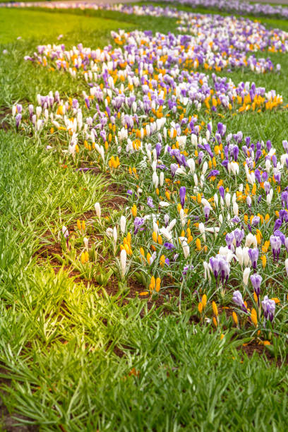 Blooming flowers in  Netherlands