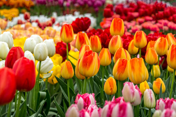istock Tulip flowerbed, red, yellow, white close-up 1387953475