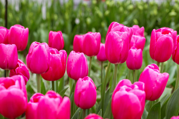 istock Pink tulip flowers blooming in spring garden 1387954177