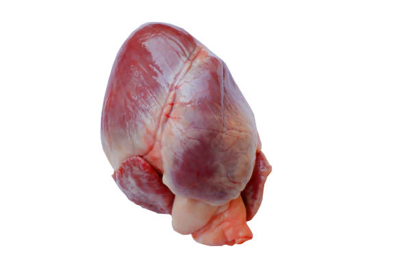 Raw pig heart close-up isolated on white background with clipping path. Raw pig heart close-up isolated on white background with clipping path. animal heart stock pictures, royalty-free photos & images