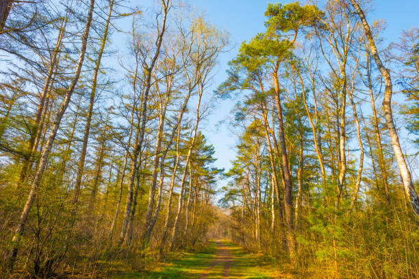 Trees in a forest below a blue sky in bright sunlight in spring, Baarn, Lage Vuursche, Utrecht, The Netherlands, March 26, 2022
