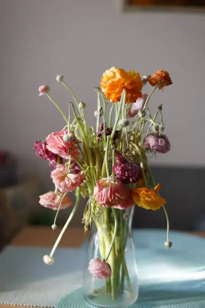 Old dried bouquet of wilted Buttercup Ranunculus flowers in  a vase.