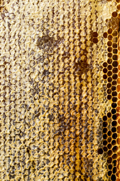 istock honeycomb filled with flower honey 1387955384