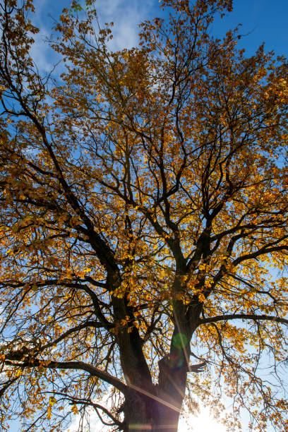 istock oak tree with orange foliage in the autumn season 1387955426
