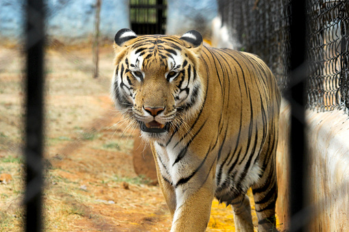 Royal Bengal Tiger inside the cage and looking at camera