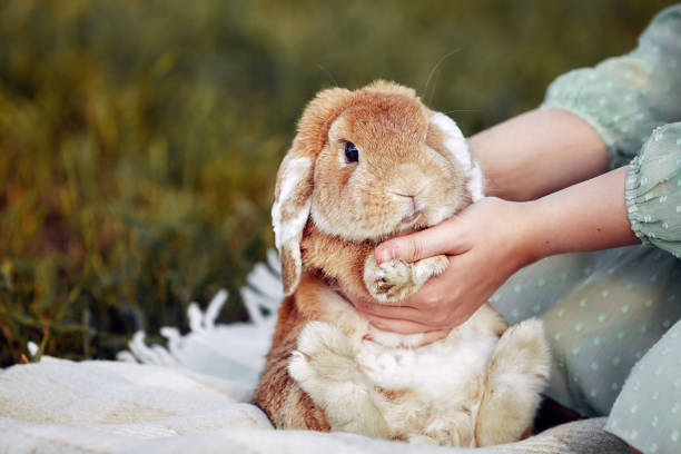 Rabbit sits in the grass A brown rabbit sits in the grass in a clearing on a summer day. The rabbit is sitting in a basket. The girl's hands caress the rabbit. rabbit game meat stock pictures, royalty-free photos & images