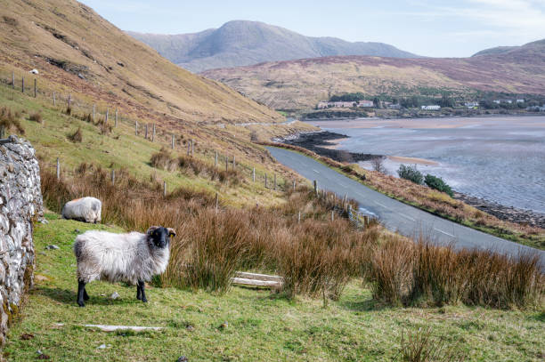 istock Ireland Coastal Road 1387955615