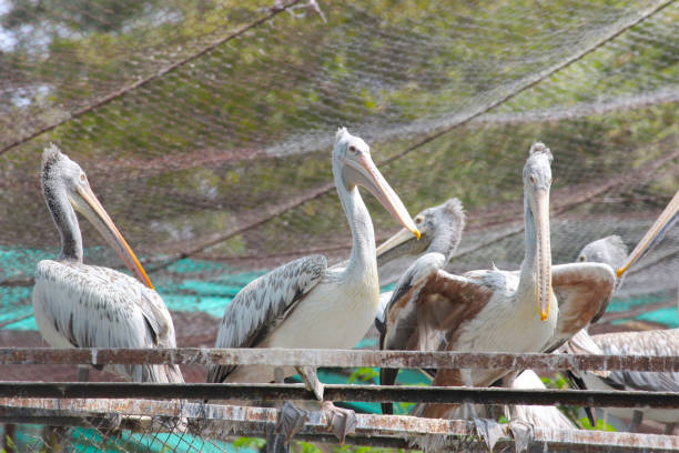 Group of pelicon in the Zoo , India landscape of Group of pelican birds standing in the Zoo , India brown pelican stock pictures, royalty-free photos & images