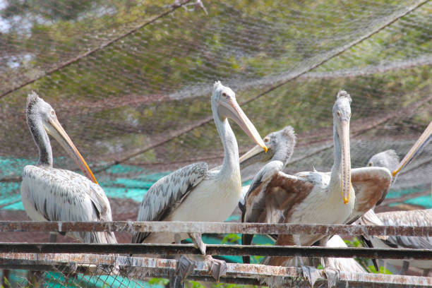 группа пеликонов в зоопарке, индия - американский бурый пеликан стоковые фото и изображения