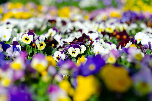 Viola tricolor is a common European wild flower