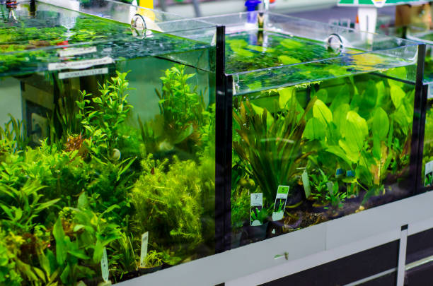 Various aquarium plants for sale in a pet shop stock photo