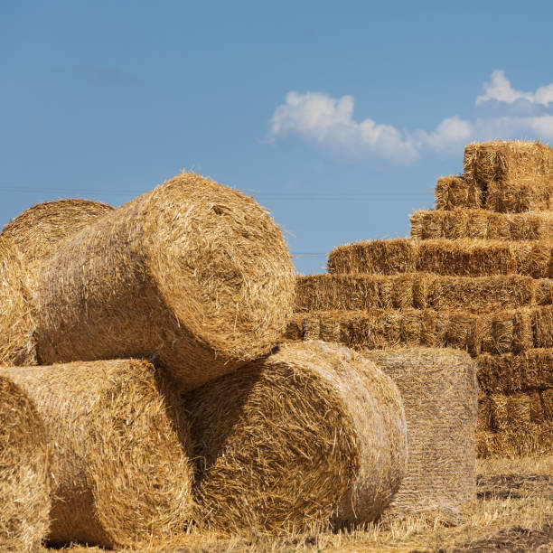 istock a pile of straw rolls and rectangular sheaves of straw, against a sky 1387957516