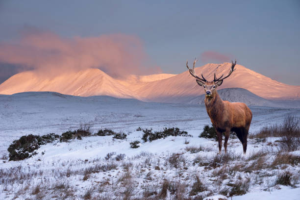 composite image of red deer stag in majestic alpen glow hitting mountain peaks in scottish highlands during stunning winter landscape sunrise - valley tree remote landscape imagens e fotografias de stock