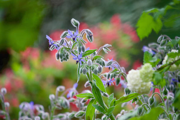 plantas de borraja en flor en un jardín de cabaña - borage fotografías e imágenes de stock