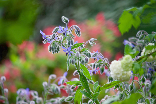 Horizontal closeup photo of blue flowers and green leaves growing on Borage plants in an organic garden in Spring. Soft focus background.