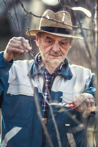 istock A retired farmer pruns the branches of a fruit tree in the garden 1387959110