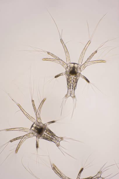 istock Nauplius stage of Vannamei shrimp in light microscope, Shrimp larvae under a microscope, Shrimp, White shrimp, Nauplius, Nauplii, Larvae. Background. 1387959194