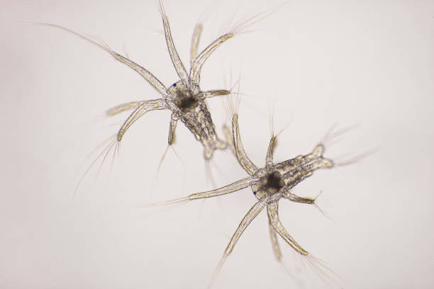 istock Nauplius stage of Vannamei shrimp in light microscope, Shrimp larvae under a microscope, Shrimp, White shrimp, Nauplius, Nauplii, Larvae. Background. 1387959201