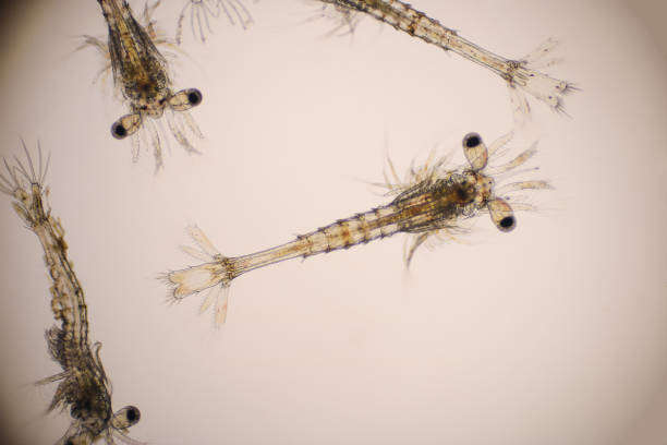 istock Closeup mysis stage of Vannamei shrimp in light microscope, Shrimp larvae under a microscope, Shrimp, White shrimp, Nauplius, Zoea, Mysis, Larvae. Background. 1387959223