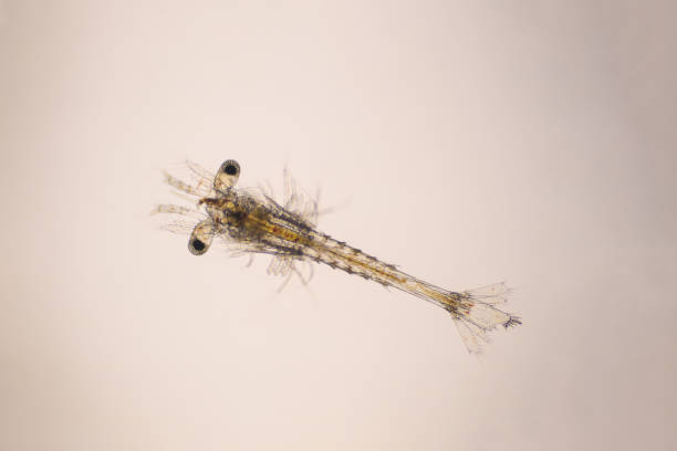 istock Closeup mysis stage of Vannamei shrimp in light microscope, Shrimp larvae under a microscope, Shrimp, White shrimp, Nauplius, Zoea, Mysis, Larvae. Background. 1387959229
