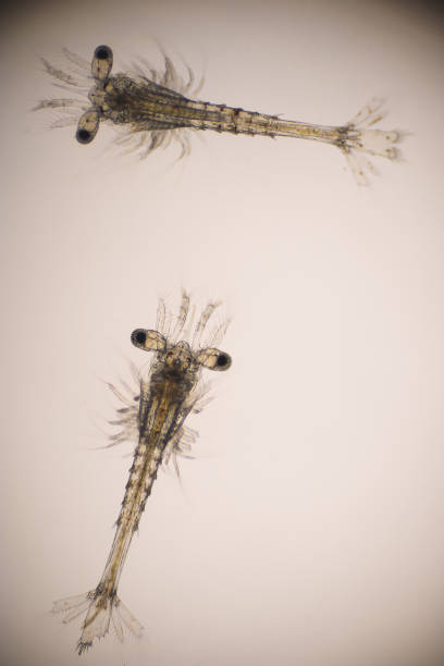 Photo of Closeup mysis stage of Vannamei shrimp in light microscope, Shrimp larvae under a microscope, Shrimp, White shrimp, Nauplius, Zoea, Mysis, Larvae. Background.