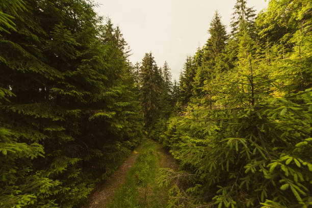 A footpath along a dirt road cut through a dense deciduous forest with trees baring their roots in the area of the Carpathian Mountains above Kamyanka Mountain, Synevir pass. Ukraine. High quality photo