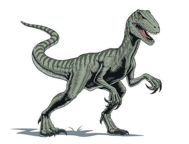 illustrazioni stock, clip art, cartoni animati e icone di tendenza di velociraptor dinosauro, illustrazione vettoriale in stile fumetto - paleontologo